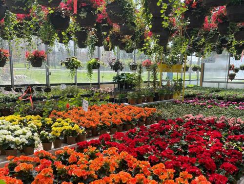A vibrant greenhouse filled with colorful flowers in pots and hanging baskets, showcasing a variety of blooms.