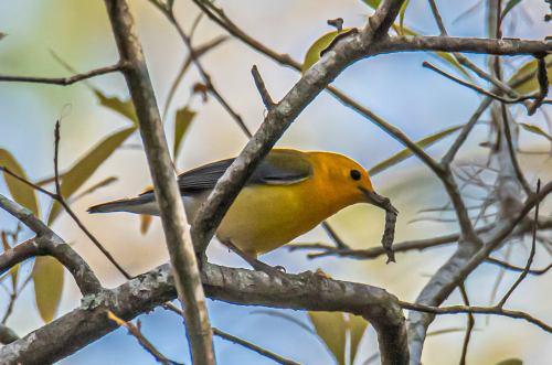 A yellow bird perched on a branch, holding a small worm in its beak among the leaves.