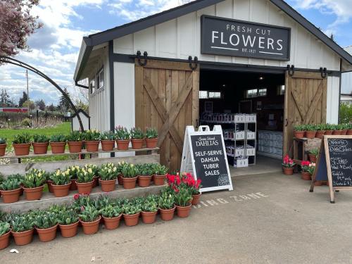 A flower shop with a wooden entrance, featuring potted tulips and a sign for self-serve dahlia tuber sales.