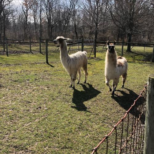 Two llamas standing in a grassy field with trees in the background, surrounded by a fence.