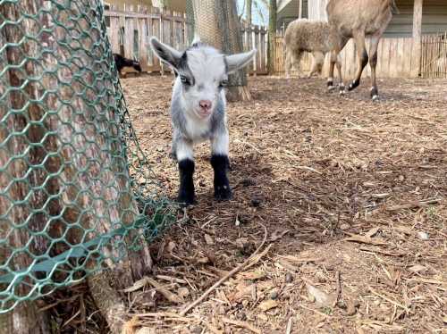 A small black and white goat stands on the ground near a fence, with another animal in the background.