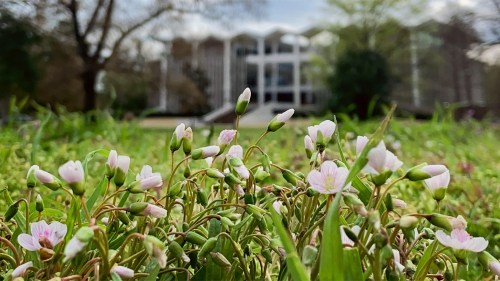 Close-up of small pink flowers in green grass, with a blurred building and trees in the background.
