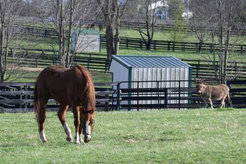 A brown horse grazes in a green field, with a donkey nearby and a barn in the background.