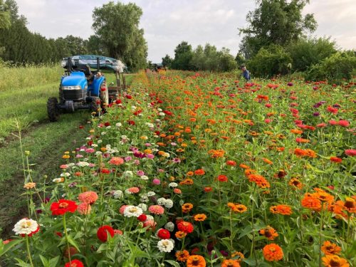 A blue tractor in a vibrant flower field filled with colorful zinnias, with people working in the background.