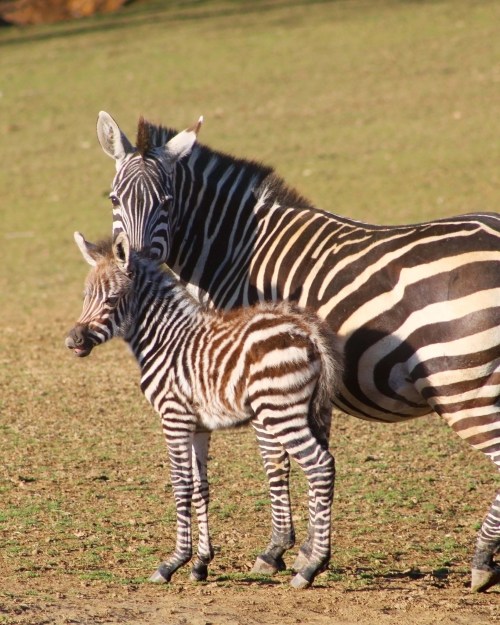 A zebra and its foal stand together in a grassy field, showcasing their distinctive black and white stripes.