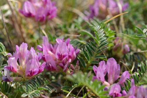 Close-up of vibrant pink flowers surrounded by green foliage in a natural setting.