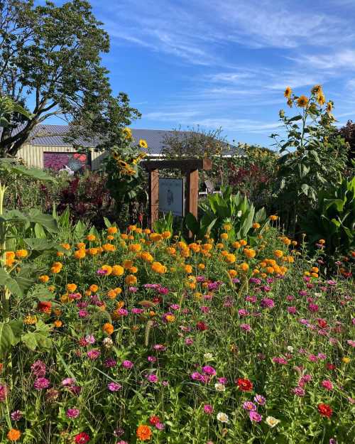 A vibrant garden filled with orange and pink flowers, with a sign and trees under a clear blue sky.