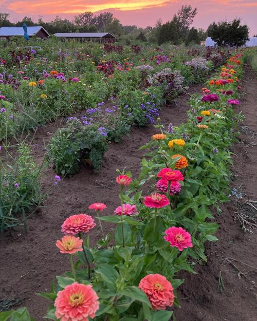 A vibrant flower field at sunset, featuring colorful zinnias and other blooms against a scenic sky.