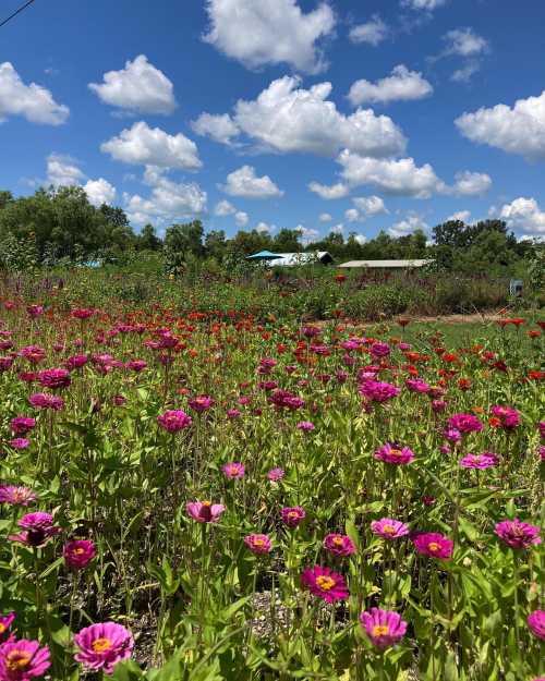 A vibrant field of pink and red flowers under a bright blue sky with fluffy white clouds.