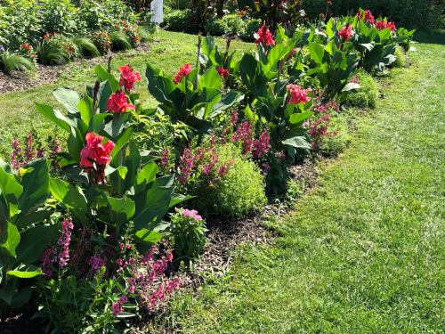 A vibrant garden with rows of red flowers and lush green foliage under bright sunlight.