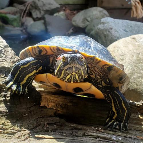 A close-up of a turtle resting on a log, with vibrant yellow and black markings, surrounded by rocks and water.