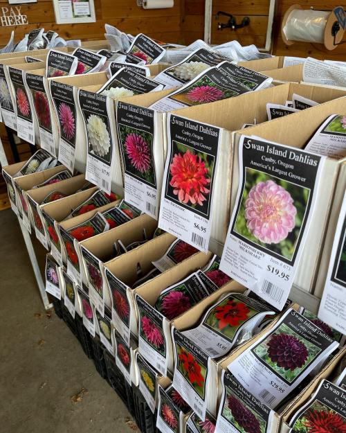 A display of flower packets, labeled "Swan Island Dahlias," showcasing various colors and prices in a garden center.