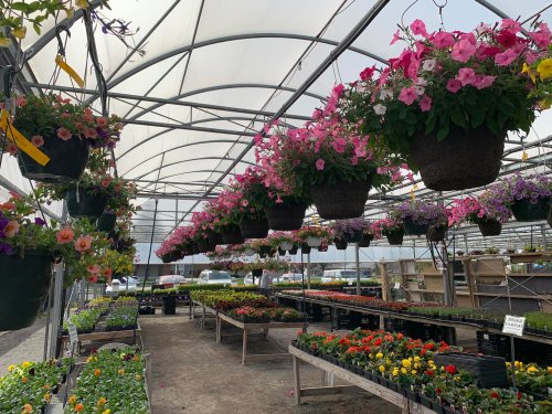 A greenhouse filled with vibrant hanging flower baskets and colorful potted plants on tables.