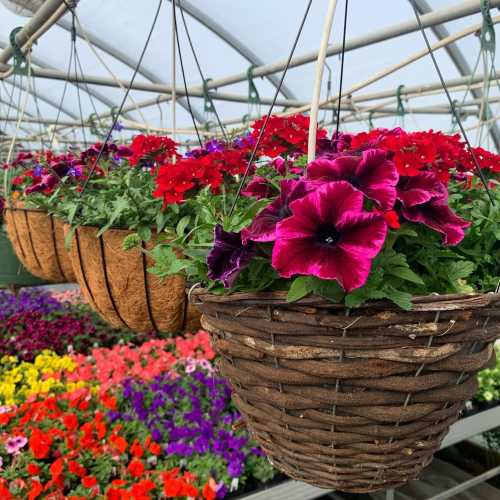 Hanging baskets of vibrant flowers in a greenhouse, featuring red and purple blooms among lush green foliage.