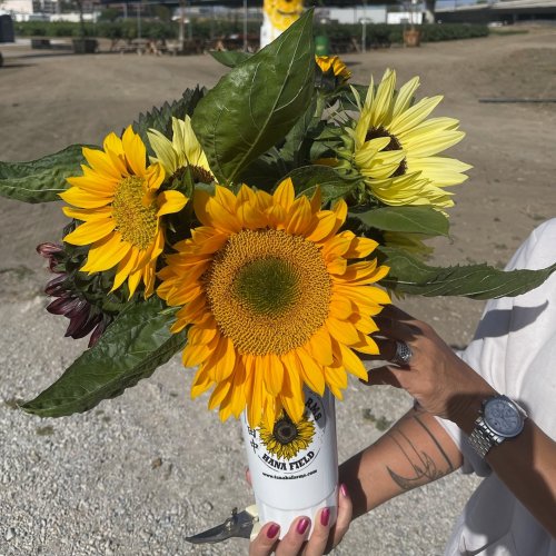 A person holds a bouquet of vibrant sunflowers and greenery in a white cup, set against a sunny outdoor background.
