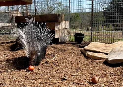 A porcupine in an outdoor enclosure, sniffing an orange object on the ground, surrounded by wood and rocks.