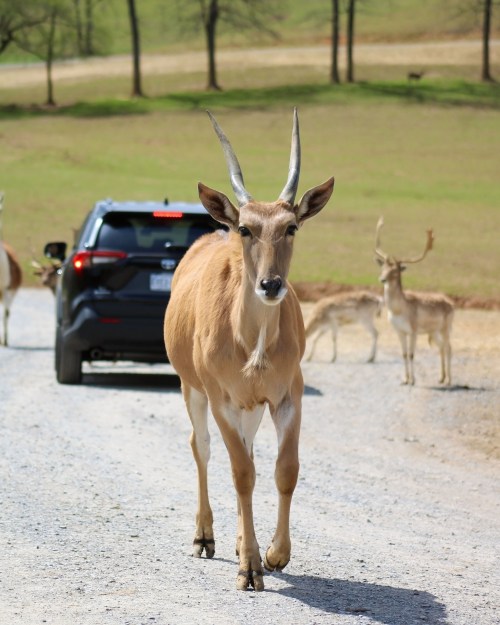 A lone antelope walks towards a car on a gravel road, with other antelopes in the background and green fields around.