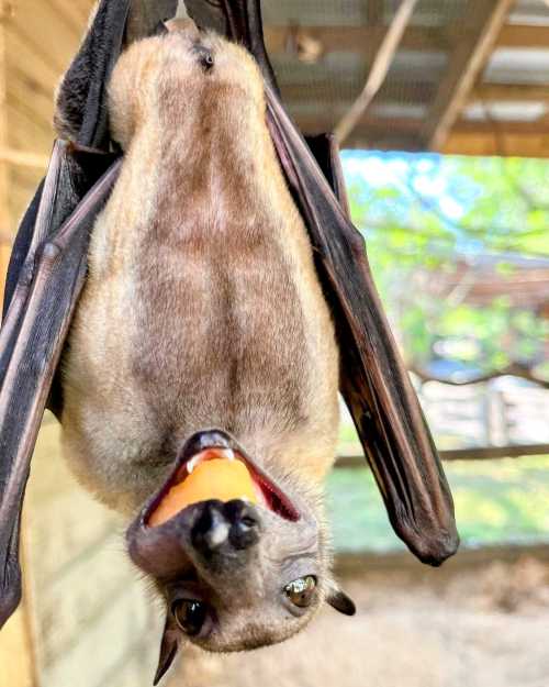 A close-up of a bat hanging upside down, showing its face and open mouth in a playful expression.