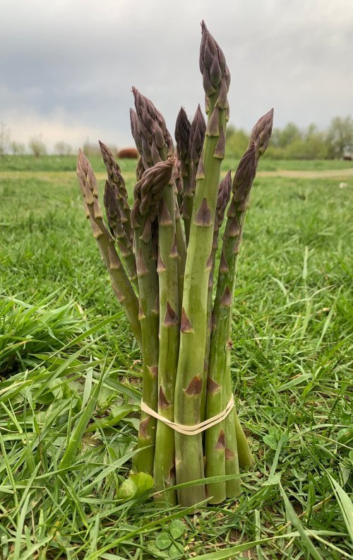 A bundle of fresh asparagus stalks tied together, resting on green grass with a cloudy sky in the background.