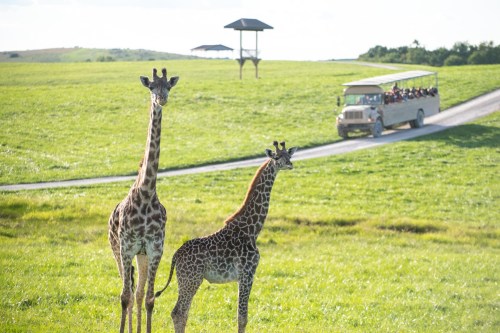 Two giraffes stand in a green field near a safari vehicle with tourists in the background.