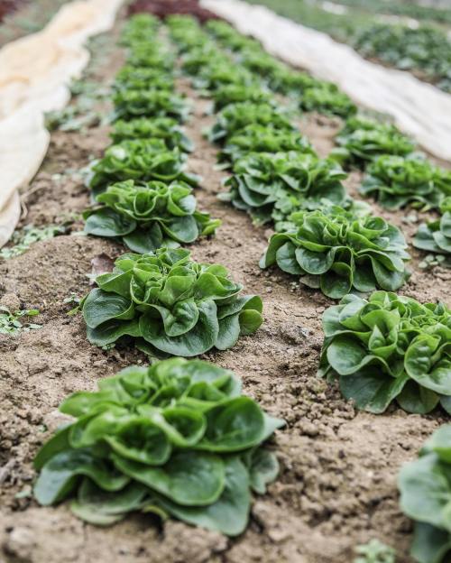 Rows of lush green lettuce growing in a field, with protective covers in the background.