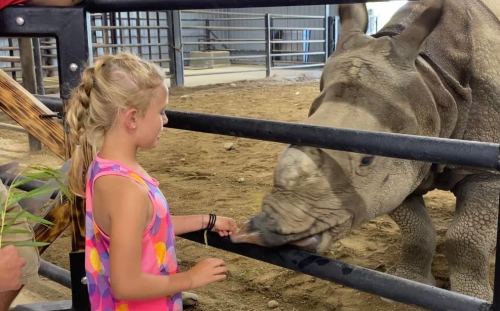 A young girl in a colorful shirt interacts with a rhinoceros at a petting zoo, feeding it through a fence.