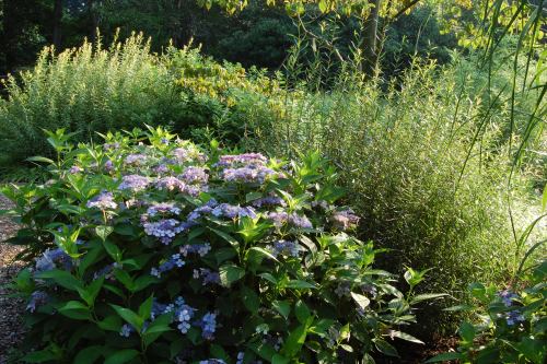 A lush garden scene featuring blooming purple hydrangeas surrounded by green foliage and tall grasses.