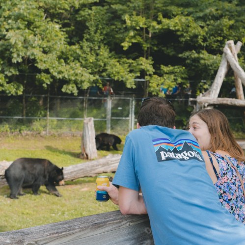 A person in a Patagonia shirt watches bears in a zoo, surrounded by trees and a wooden fence.