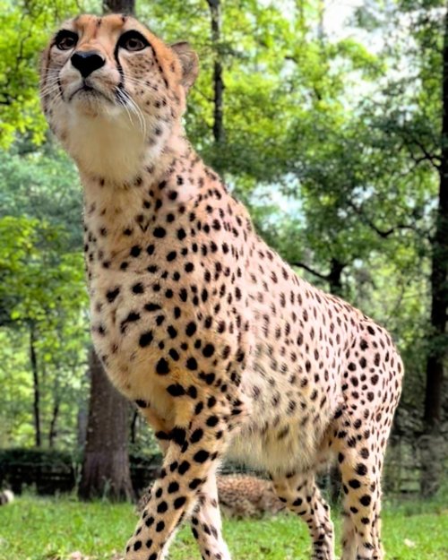 A cheetah stands gracefully in a lush green forest, showcasing its distinctive spotted coat and alert expression.