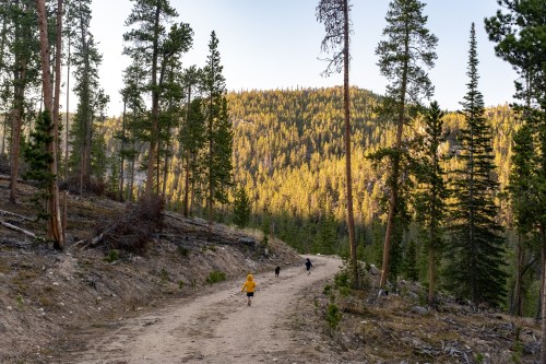 A person in a yellow jacket walks along a dirt path in a forest, with tall trees and a sunlit mountain in the background.