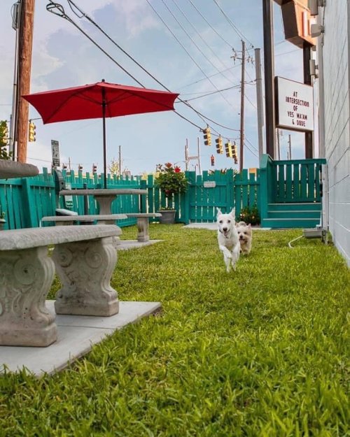 Two dogs run on green grass in a fenced outdoor area with a red umbrella and stone benches.