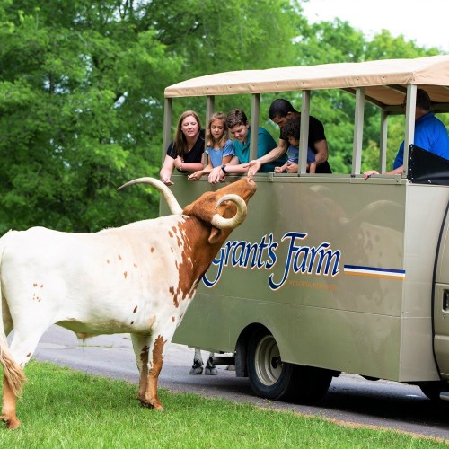 A group of people in a bus at Grant's Farm, interacting with a cow nearby on a sunny day.