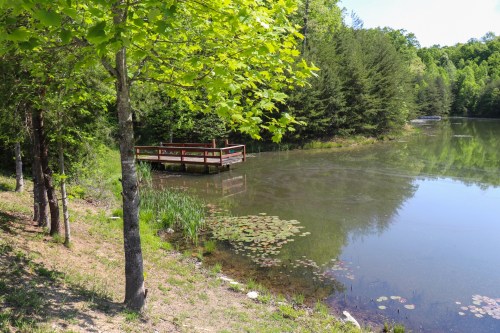 A serene pond surrounded by trees, featuring a wooden dock and lily pads on the water's surface.