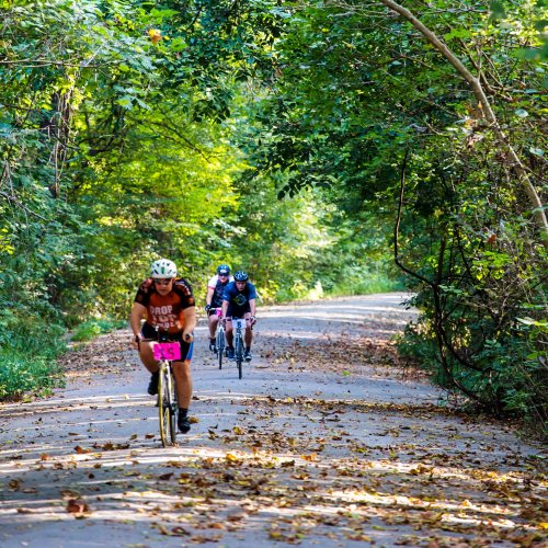 Three cyclists ride along a tree-lined path covered in fallen leaves on a sunny day.
