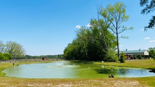 A serene pond surrounded by trees, with ducks swimming and a fountain in the center under a clear blue sky.