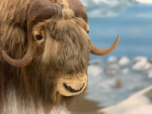 Close-up of a musk ox with thick fur and curved horns, set against a blurred natural background.