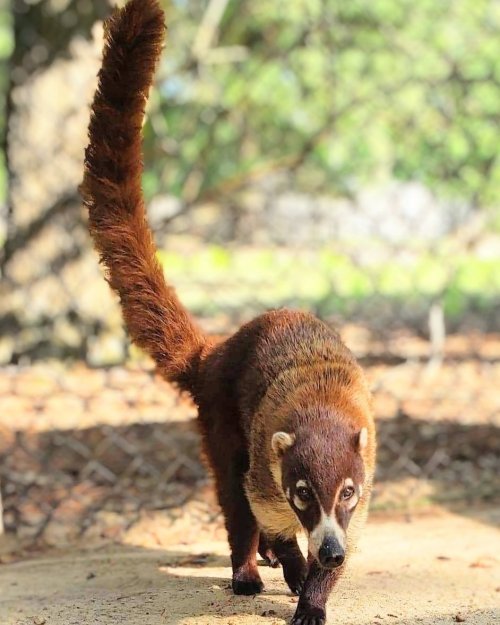 A coati walks on a path, its long tail raised, surrounded by greenery in a natural setting.