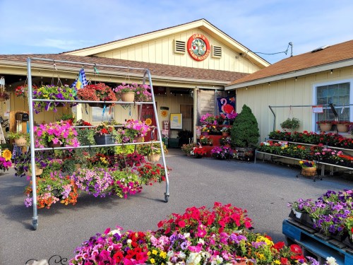 A vibrant flower shop with colorful hanging plants and flower displays outside a yellow building.