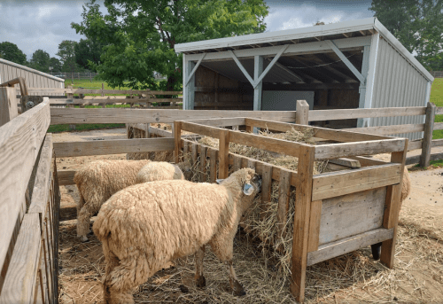 A few sheep feeding on hay in a wooden pen near a barn, surrounded by green trees and a cloudy sky.