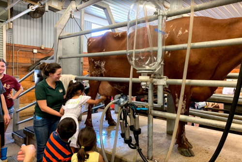 A group of children watches as a woman demonstrates milking a cow in a barn setting.