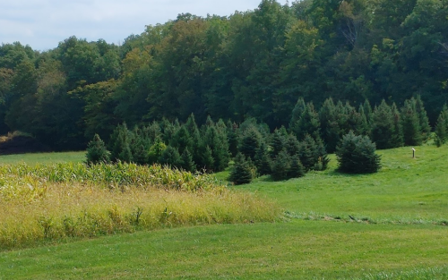 A lush green landscape featuring a field of tall grass and a dense grove of evergreen trees in the background.