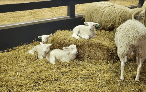 Four fluffy lambs resting on a haystack in a barn, with a sheep nearby.