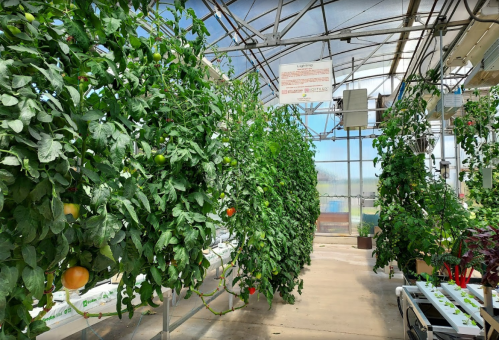 A greenhouse filled with lush green plants, including tomatoes and other vegetables, growing in vertical rows.