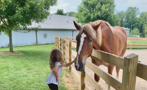 A young girl gently touches the nose of a brown horse by a wooden fence in a sunny outdoor setting.