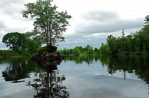 A serene lake scene with a lone tree on a small island, surrounded by lush greenery and cloudy skies.
