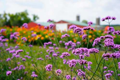 A field of purple flowers in the foreground with a colorful garden and a red barn in the background under a cloudy sky.