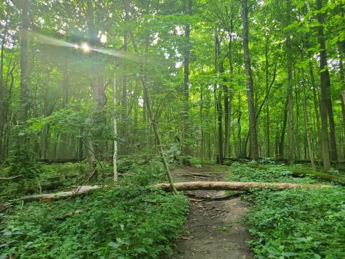 A serene forest scene with lush green trees, a fallen log, and dappled sunlight filtering through the leaves.