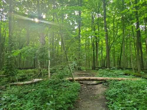 A serene forest scene with lush green trees, a fallen log, and dappled sunlight filtering through the leaves.