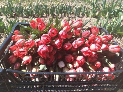 A black crate filled with vibrant red and pink tulips, surrounded by green foliage in a garden setting.