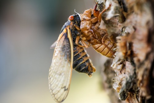 A close-up of a cicada emerging from its exoskeleton on a tree trunk.
